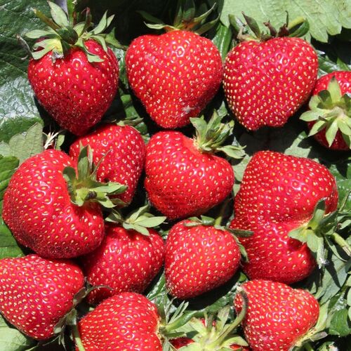 Frische, aromatische Erdbeeren