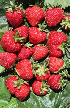 Frische, aromatische Erdbeeren