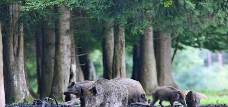 Wenn Jäger verendete Wildschweine melden, kann das beispielsweise zur Früherkennung der Schweinepest beitragen.Foto: Claudia Rei