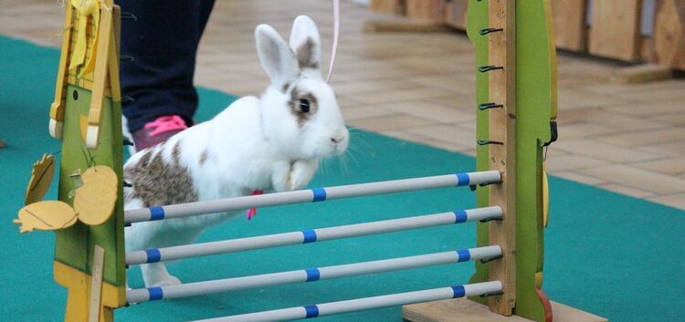 Scheinbar mühelos bewältigen die Kaninchen Hindernisse, die teilweise bis zu  40 Zentimeter hoch sind. Fotos: Petra Bail und Rai