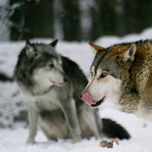 Über 100 Jahre lang war der Wolf in Deutschland ausgestorben. Doch das Wildtier ist zurück - und mit ihm die alten Ängste. „Gesu