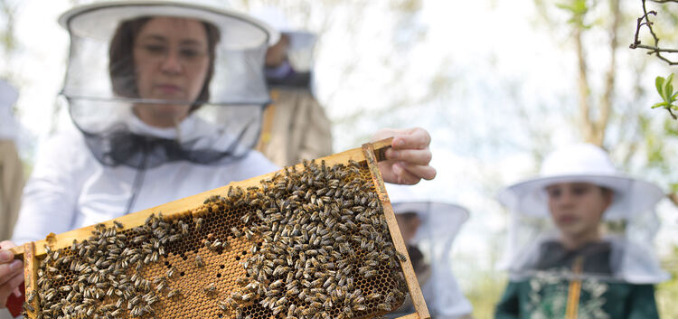 Die Mädchen und Jungen der Freien Waldorfschule erleben die Bienen hautnah. Fotos: Carsten Riedl