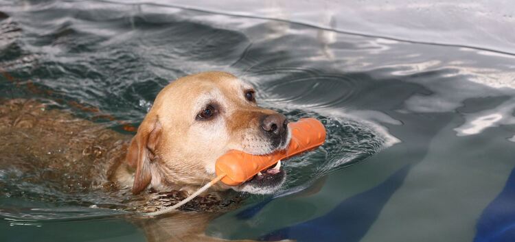 Von wegen wasserscheu: Viele Hunden haben riesigen Spaß in diesem Element.Foto: Staufenpress