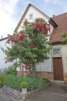 Birnbaum mit Rosen Blüht zweimal im Jahr, einmal Weiß einmal Rot