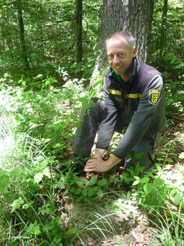 Lenningens Förster Alexander Klein hat ein Herz und ein Händchen für die schwarz-gelben Salamander.Foto: pr