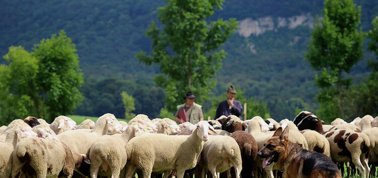 Schafe hüten ist Hundesport