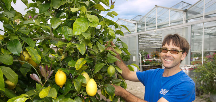 Auf seinen Zitronenbaum aus Italien ist Hansjörg Schmauk stolz.Fotos: Roberto Bulgrin, I-StockPhoto/ Anna Liebiedieva