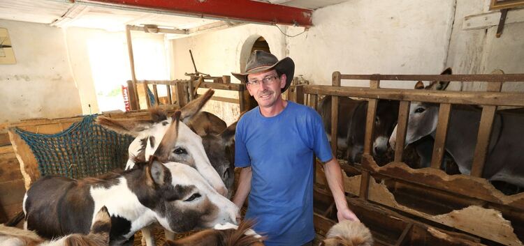 Der „Eselflüsterer“ der Adelberger Zachersmühle, Harald Walz aus Schlierbach, im Stall bei „seinen“ zwölf Grautieren.Fotos: Stau