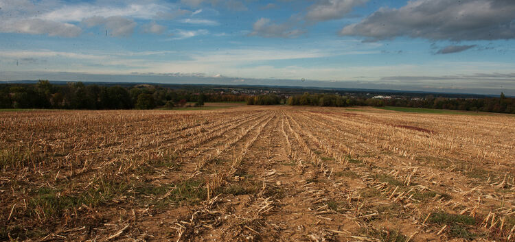 Das Erntejahr neigt sich dem Ende zu. Auch die Maisfelder sind teilweise schon kahl. Foto: Markus Brändli