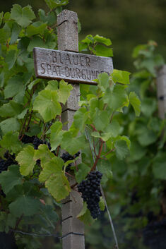 Weinwanderung an der Limburg, Treffpunkt Friedhof Weinsteige