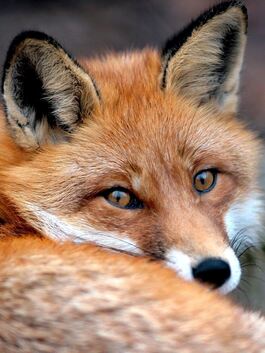 Von vielen gefürchtet und gehasst: Der Fuchs dringt immer weiter in die Esslinger Wohngebiete ein.Foto: dpa