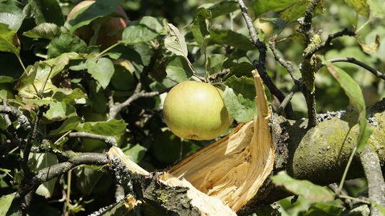 Apfel, ObstApfelernteStreuobst