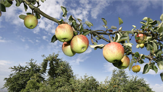 Apfel, ObstApfelernteStreuobst