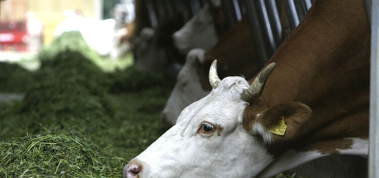 Die Zahl der Milchkühe im Landkreis ist in den vergangenen Jahrzehnten um 65 Prozent zurückgegangen. Archiv-Foto: Jean-Luc Jacqu