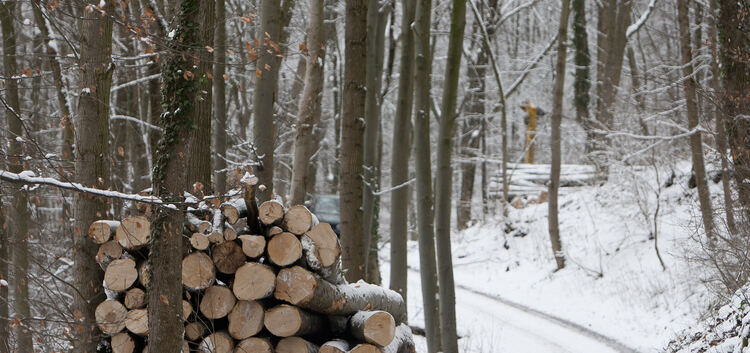 Winterzeit ist Holzerntezeit. Foto: Jean-Luc Jacques