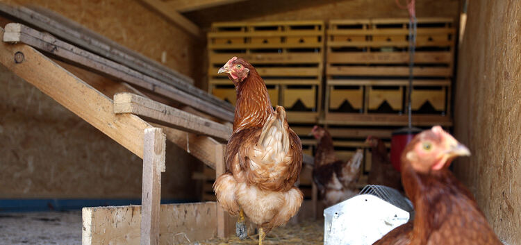 Die Hühner in Baden-Württemberg müssen ihre Tage momentan drinnen verbringen. Denn wegen der Vogelgrippe herrscht in Baden-Württ