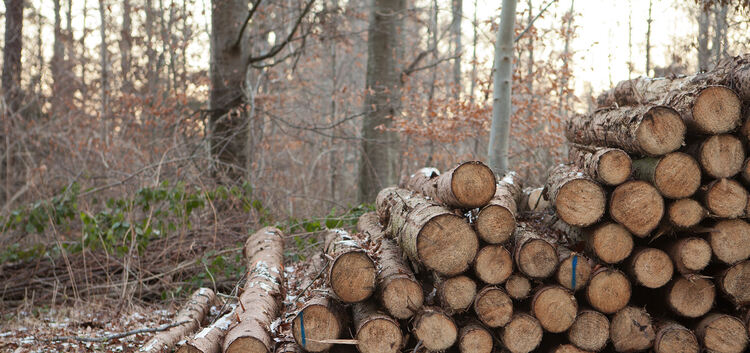 Holzeinschlag im Kirchheimer WaldBrennholz