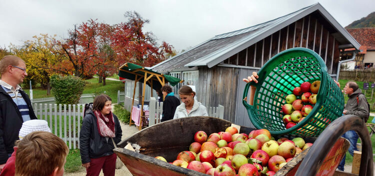 Apfelfest im Freilichtmuseum BeurenÄpfel werden vorbereitet zum PressenFoto erneut verwendet 24.11.16