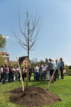 Noch kahl steht der frisch gepflanzte Maulbeerbaum im Hain der Kulturen. Foto: Markus Brändli