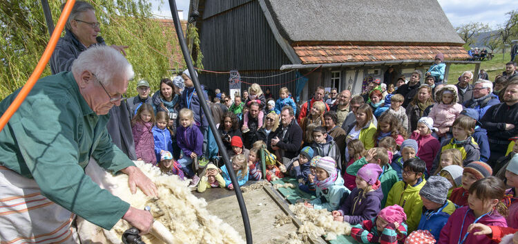 Schwerstarbeit verrichteten die Scherer, ebenso die Männer, die für ein Vollbad der Schafe sorgten.Fotos: Peter Dietrich