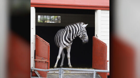Zirkus Charles Knie auf Ziegelwasen ber Zeltaufbau